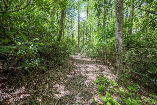 79 Azalea Ct, Sapphire, NC 28774 - view of tree filled area