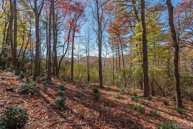 view of local wilderness