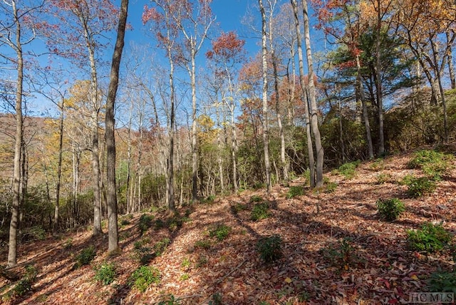 view of local wilderness