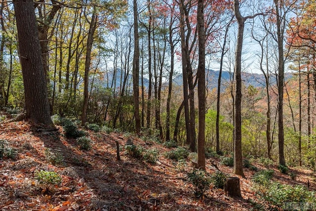 view of local wilderness