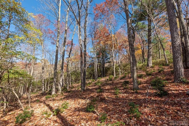 view of local wilderness