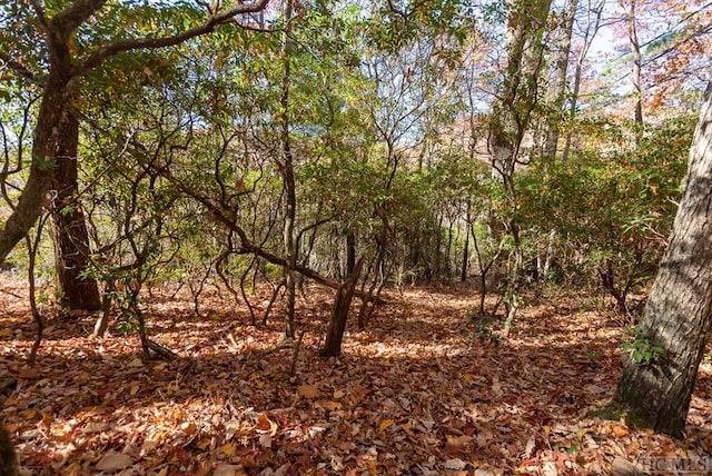 view of local wilderness