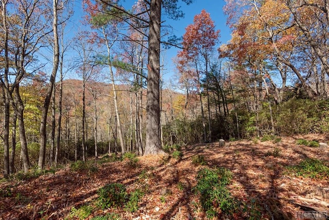 view of local wilderness