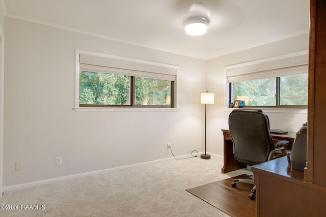 office featuring ornamental molding and carpet