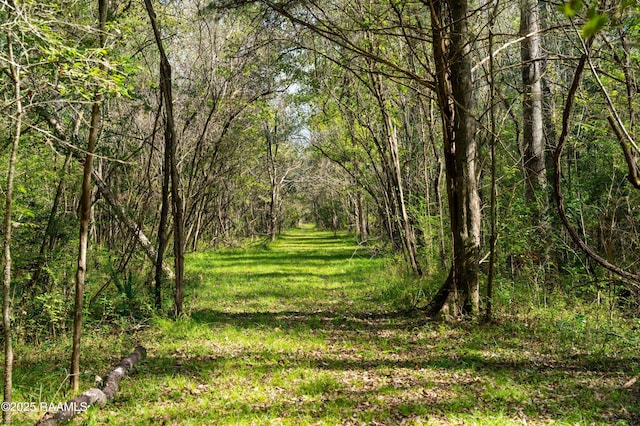 view of local wilderness