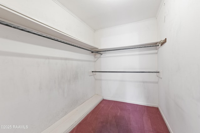 walk in closet with carpet floors