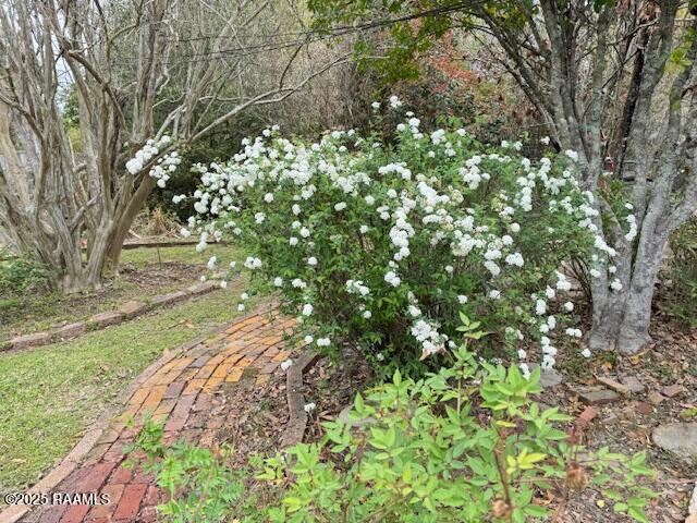 1217 Wellington Ave, Opelousas, LA 70570 - view of nature