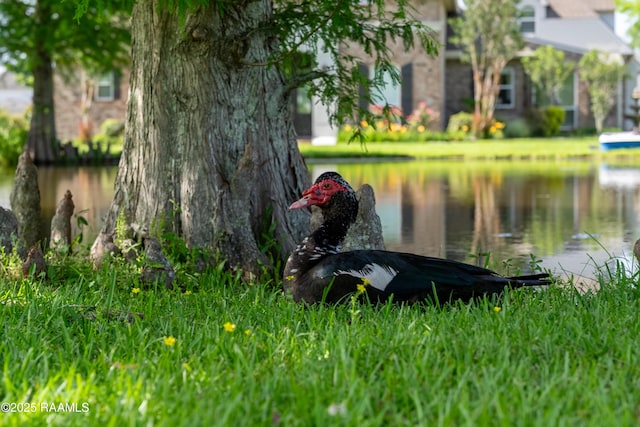40400 Abby James Rd, Prairieville, LA 70769 - water view