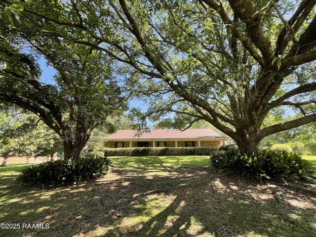 138 Cypress Dr, Opelousas, LA 70570 - view of green lawn