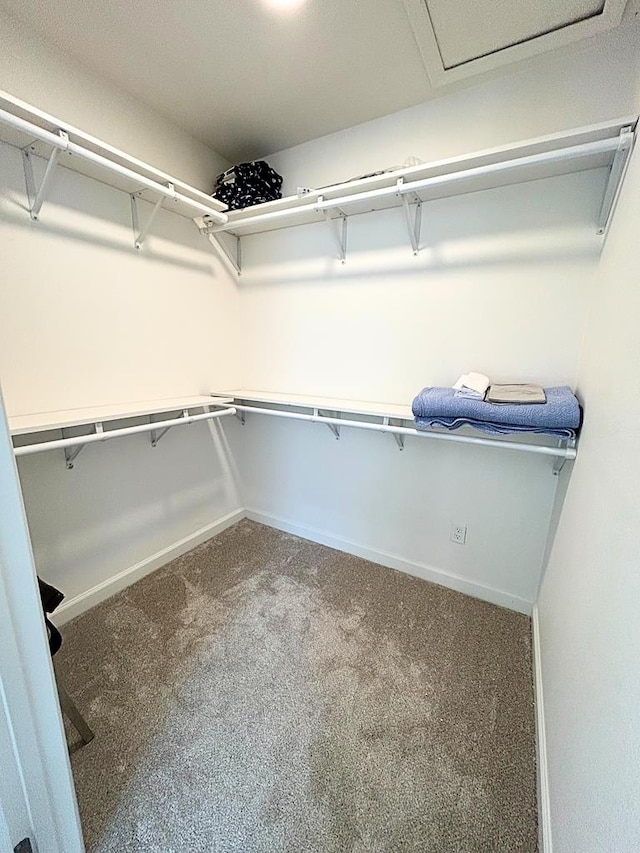 spacious closet featuring carpet flooring