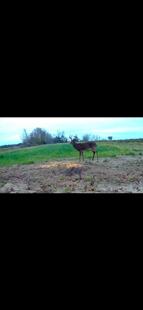 000 Jowers, Whigham, GA 39897