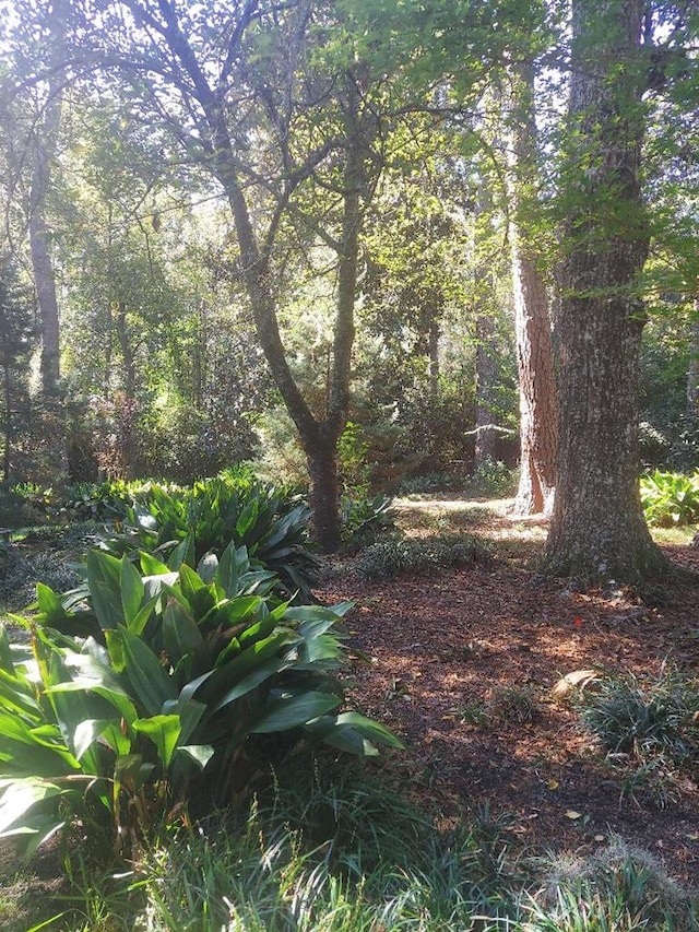 1490 Magnolia Dr, Cairo, GA 39828 - view of local wilderness