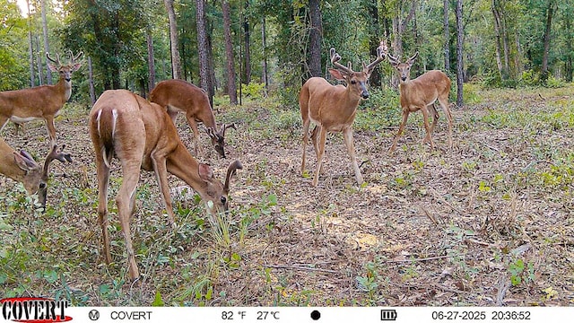 221AC Crestview Rd, Arlington, GA 39813 - photo 17