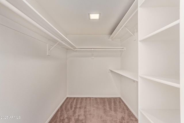 walk in closet with carpet flooring