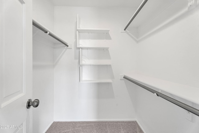 spacious closet featuring carpet flooring