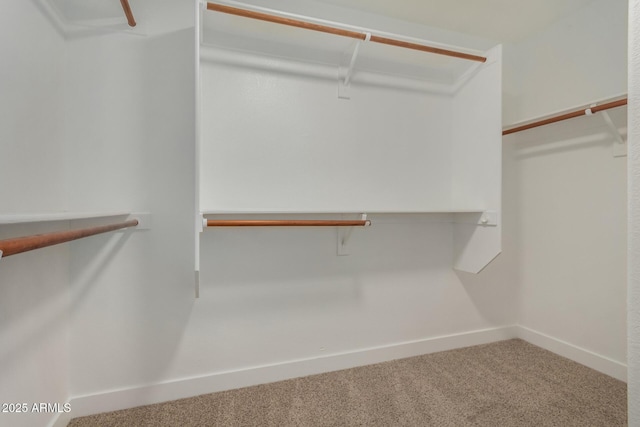 walk in closet featuring carpet floors