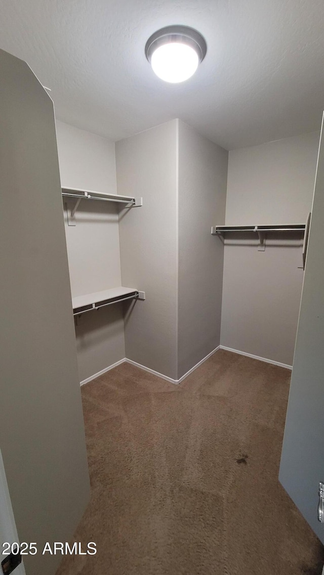 walk in closet with carpet flooring