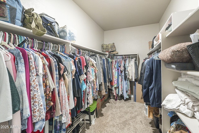 walk in closet with carpet flooring