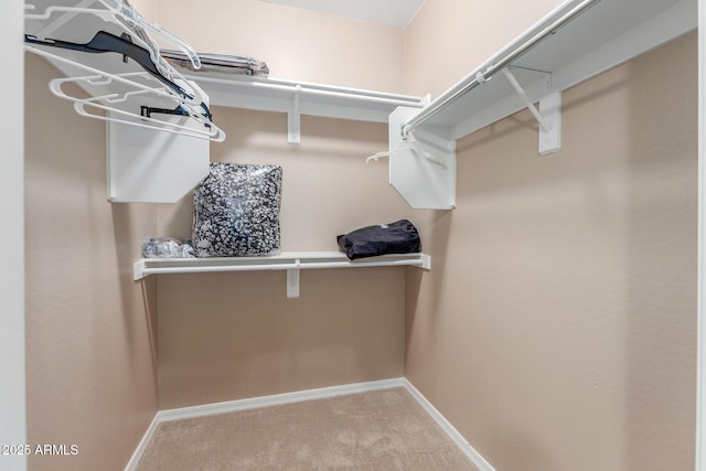 spacious closet featuring carpet