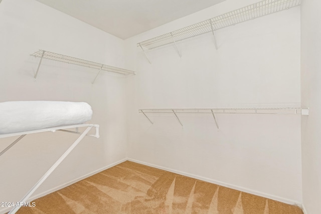 spacious closet featuring carpet floors