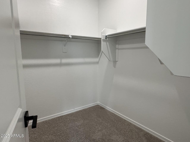 walk in closet featuring carpet floors