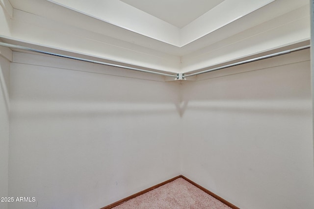 walk in closet featuring carpet flooring