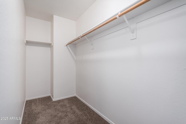spacious closet featuring carpet