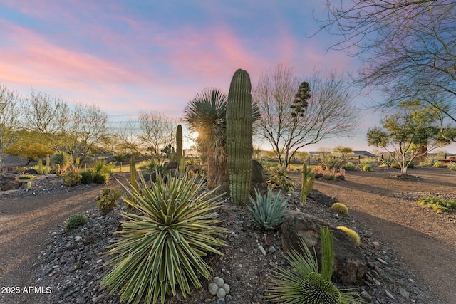 4246 Stage Stop Way, Wickenburg, AZ 85390 - view of yard
