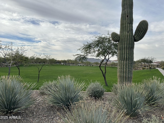 view of community with a lawn