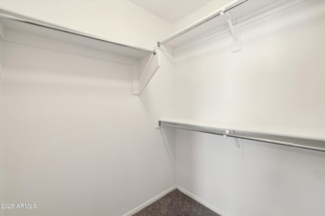 spacious closet featuring carpet flooring