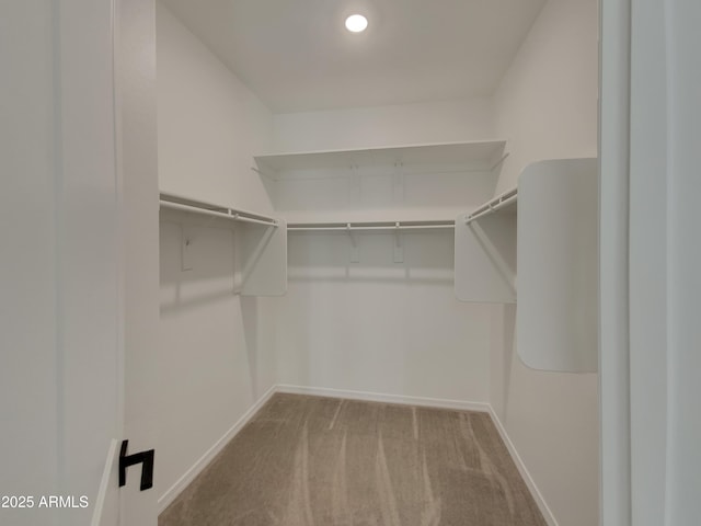 spacious closet featuring carpet