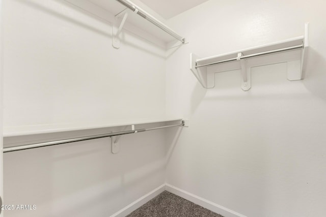 walk in closet with carpet floors