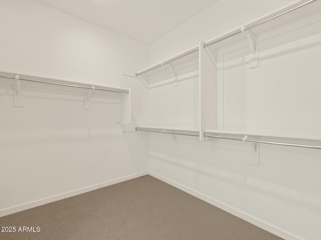 spacious closet featuring carpet