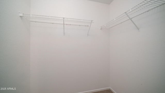 walk in closet with carpet flooring