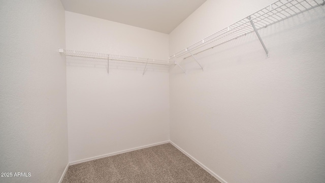 spacious closet with carpet flooring