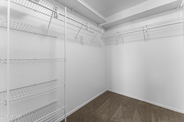 spacious closet featuring carpet flooring