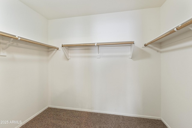 spacious closet featuring carpet