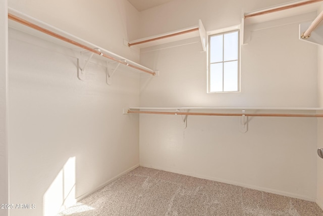 spacious closet featuring carpet floors