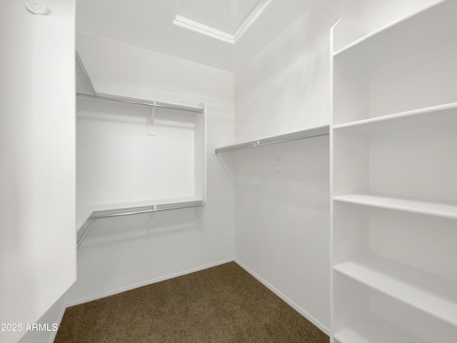 spacious closet featuring carpet flooring