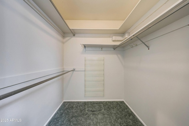 spacious closet featuring carpet