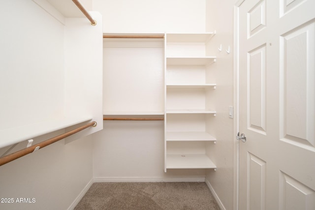 walk in closet featuring carpet flooring