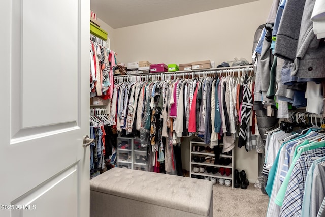 spacious closet featuring carpet