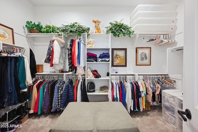 spacious closet with carpet flooring