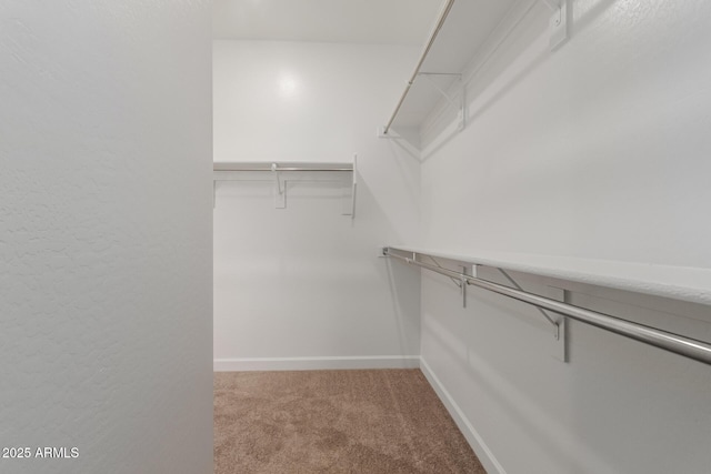 spacious closet featuring carpet flooring