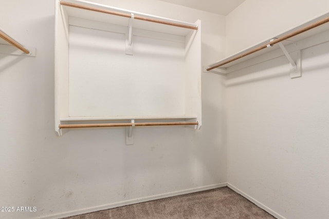 walk in closet with carpet floors