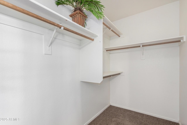 626 W Catclaw St, Gilbert, AZ 85233 - walk in closet featuring carpet floors