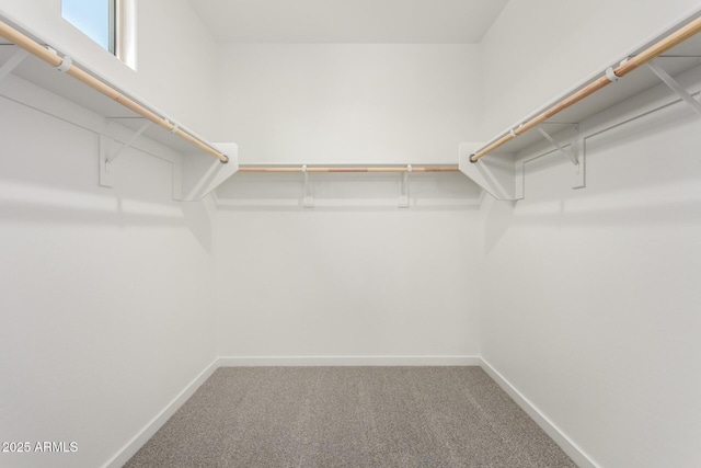 spacious closet featuring carpet flooring