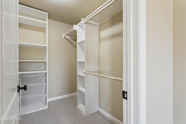 spacious closet featuring carpet