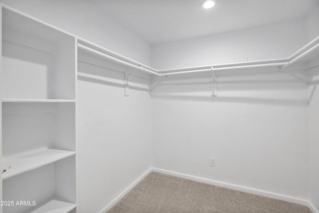 walk in closet featuring carpet flooring