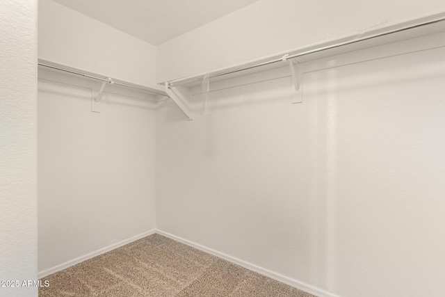 walk in closet featuring carpet